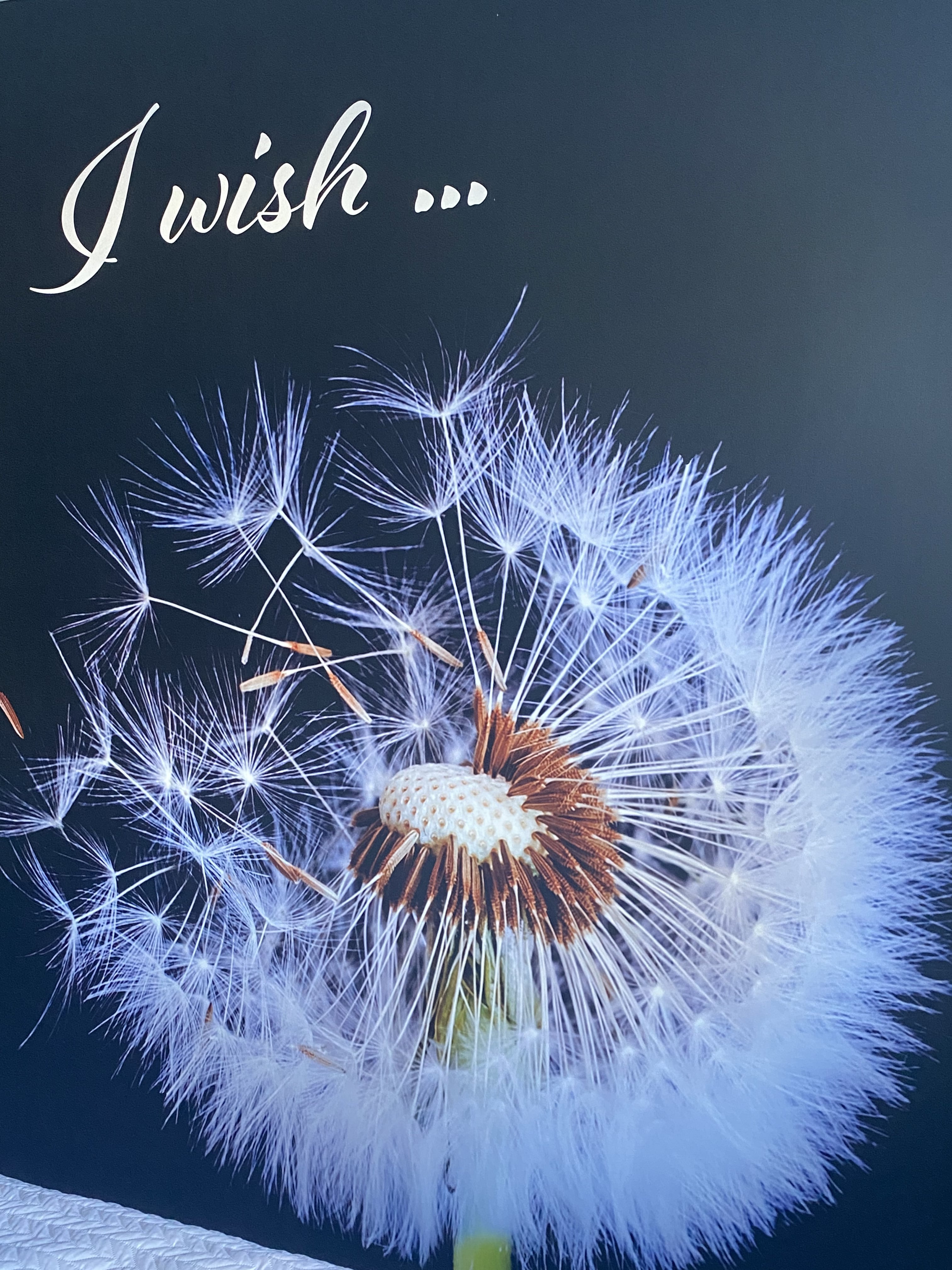 Paardebloem Wensappartement